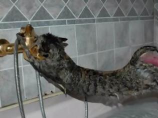 Φωτογραφία για Τρελό γέλιο: Δείτε γάτες που δεν θέλουν να κάνουν μπάνιο [video]