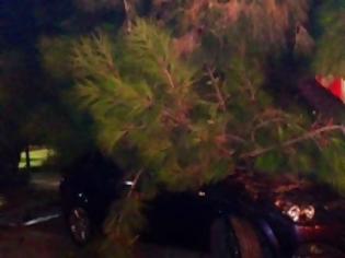 Φωτογραφία για Γλυφάδα: Το δέντρο έπεσε στο αυτοκίνητό του αλλά ο δήμος αρνείται να τον αποζημιώσει