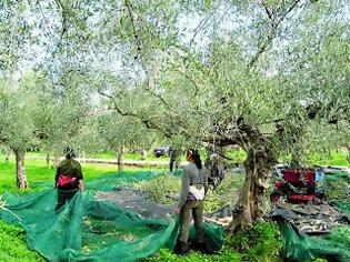 Φωτογραφία για Δεν βρίσκουν νόμιμους μετανάστες για τις ελιές!