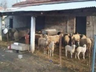 Φωτογραφία για Έκλεψαν… πρόβατα από ποιμνιοστάσιο στα Τρίκαλα