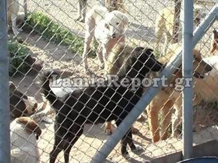 Φωτογραφία για Τι συμβαίνει στο κυνοκομείο Λαμίας; - Καταγγελίες για απαράδεκτες συνθήκες και εξαφανίσεις σκυλιών
