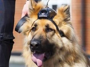 Φωτογραφία για Σύνταξη για τους σκύλους αστυνομικούς