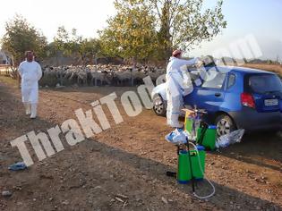 Φωτογραφία για Η ευλογιά θανάτωσε πάνω από 2.500 πρόβατα στην Ξάνθη!