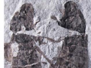 Φωτογραφία για Σπάνια απολιθώματα εντόμων σε ερωτική συνεύρεση ανακάλυψαν οι επιστήμονες