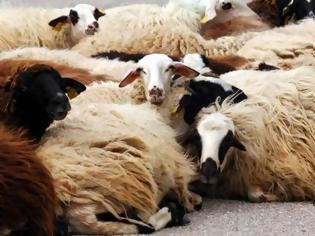 Φωτογραφία για Πετράλωνα Φιγαλείας: 35 νεκρά αιγοπρόβατα από πνιγμό και κεραυνό