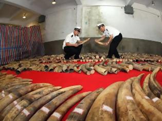 Φωτογραφία για Κατασχέθηκαν 12 τόνοι ελεφαντόδοντο