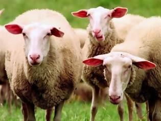 Φωτογραφία για Αποβάλλουν μαζικά οι προβατίνες - Συναγερμός σε κτηνοτρόφους και αρχές