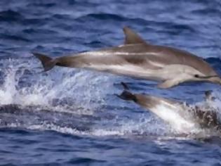 Φωτογραφία για Νεκρά εκατοντάδες δελφίνια από θανατηφόρο ιό στις ΗΠΑ