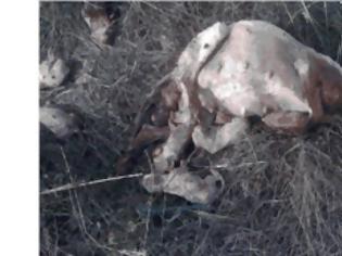 Φωτογραφία για Σοκ Στο Βόλο: Σκότωσαν σκυλίτσα την ώρα που γεννούσε