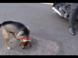 Φωτογραφία για Ο σκύλος που αγαπάει το σκούτερ [Video]
