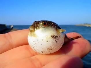 Φωτογραφία για Puffer fish Tetraodontidae: η δηλητηριώδη φουσκομπαλίτσα