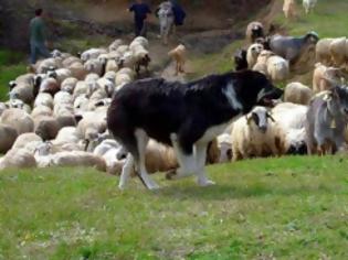 Φωτογραφία για Επιτακτική ανάγκη εμβολιασμού ποιμενικών σκύλων