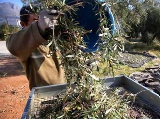 Φωτογραφία για Ηλεία: 30 κιλά ελιές από… 140 δέντρα!