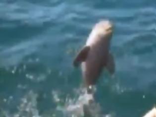 Φωτογραφία για Νεογέννητο δελφίνι που σώθηκε από πλαστική σακούλα πηδά από χαρά! [video]
