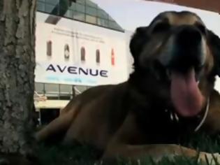 Φωτογραφία για Η ελληνική κρίση μέσα από τα μάτια ενός σκύλου – Η ρεαλιστική ταινία μικρού μήκους που κέρδισε τα ξένα Μέσα [video]