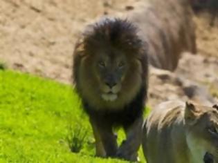 Φωτογραφία για Αρσενικό λιοντάρι σκότωσε τη… λιονταρίνα του!