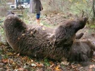 Φωτογραφία για Αρκούδα νεκρή από πυροβόλο όπλο – Πιθανότατα θύμα σε κυνήγι αγριογούρουνου