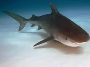Φωτογραφία για Νεκρός 35χρονος σέρφερ από επίθεση καρχαρία