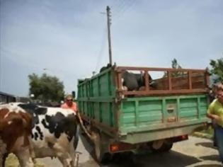 Φωτογραφία για Γονατίζουν οι κτηνοτρόφοι στη Θράκη