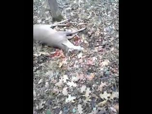 Φωτογραφία για Ελάφι κάνει το πεθαμένο και την γλυτώνει από τον κυνηγό [video]