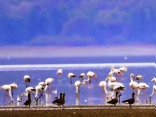 Φωτογραφία για Ορνιθολογική: Παρατήρηση πουλιών σε λίμνη Κερκίνη και Αττική