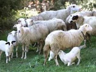 Φωτογραφία για Αιτωλοακαρνανία: Βρέθηκε λύση στο πρόβλημα με τα βοσκοτόπια που θα αφάνιζε την κτηνοτροφία