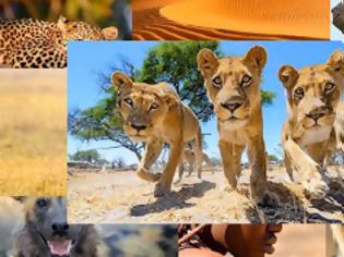 Φωτογραφία για Απίστευτες εικόνες λιονταριών με τηλεκατευθυνόμενη κάμερα [video]