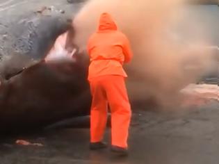 Φωτογραφία για Τρομερό βίντεο κάνει το γύρο του διαδικτύου με την κοιλιά μιας νεκρής φάλαινας να εκρήγνυται