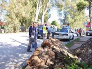 Φωτογραφία για Πτώση μεγάλου δέντρου στο Ναύπλιο