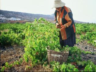 Φωτογραφία για Καταβάλλονται σήμερα οι αποζημιώσεις από τον ΕΛΓΑ