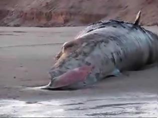 Φωτογραφία για Φρικιαστικό βίντεο: Τρομακτική έκρηξη στο στομάχι φάλαινας