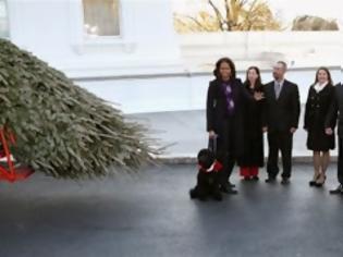 Φωτογραφία για Το Χριστουγεννιάτικο δέντρο έφτασε στον Λευκό Οίκο με... άμαξα! [Photos]