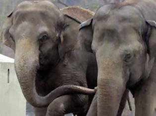 Φωτογραφία για Συγκλονιστικό video:Καρέ-καρέ η γέννηση ενός ελέφαντα