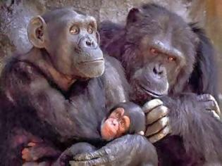 Φωτογραφία για Ζητούν κατοχύρωση των δικαιωμάτων των χιμπατζήδων!