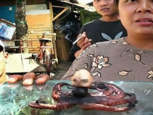 Φωτογραφία για ΣΟΚ: Βρέθηκε στη Μαλαισία χταπόδι με κεφάλι ανθρώπου! [video]