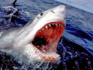 Φωτογραφία για Μάουι: Θανατηφόρα επίθεση καρχαρία
