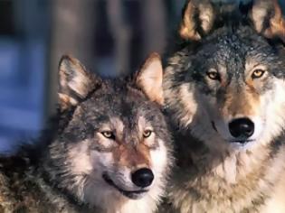 Φωτογραφία για Σέρρες: Αγέλη λύκων ρήμαξε στάνη
