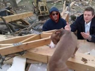 Φωτογραφία για Απίστευτο: Pitbull επέζησε κάτω από συντρίμμια σπιτιού για 9 μέρες!