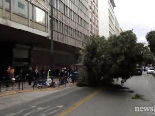 Φωτογραφία για Έπεσε δέντρο στη Σταδίου - Δείτε φωτογραφίες