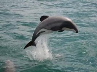 Φωτογραφία για Υπό εξαφάνιση το μικρότερο δελφίνι στον κόσμο