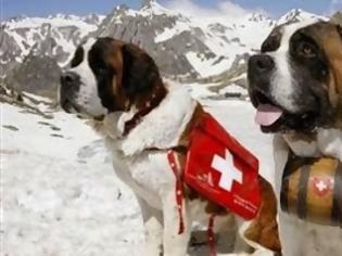Φωτογραφία για Ο σκύλος που έσωσε πάνω από 40 ανθρώπους από το χιονιά