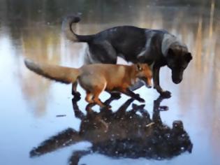 Φωτογραφία για Η πιο αταίριαστη φιλία μιας αλεπούς και ενός λυκόσκυλου ! Φανταστικές φωτογραφίες