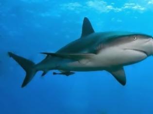 Φωτογραφία για Οι καρχαρίες αντιλαμβάνονται το οπτικό πεδίο του ανθρώπου και επιτίθενται από πίσω – Έρευνα