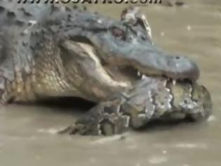 Φωτογραφία για Κροκόδειλος vs πύθωνα [Video]