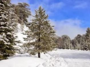 Φωτογραφία για Κύπρος: Εφτά χωριά παραμένουν αποκλεισμένα λόγω της χιονόπτωσης