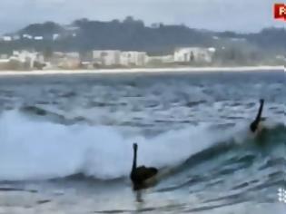 Φωτογραφία για Δείτε μαύρους κύκνους να κάνουν surfing στην Αυστραλία! [βίντεο]