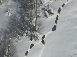 Φωτογραφία για Βίντεο: Τεράστιο κοπάδι αγριογούρουνα κατέβηκε σε χωριό, στα Κοτύωρα του Πόντου!