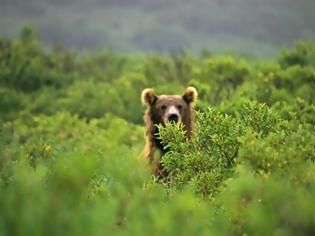 Φωτογραφία για Ρωσία: Λύκοι και αρκούδες βγήκαν στα χωριά