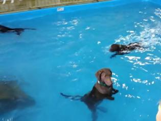 Φωτογραφία για Σκύλος δεν καταλαβαίνει την έννοια της κολύμβησης [Video]