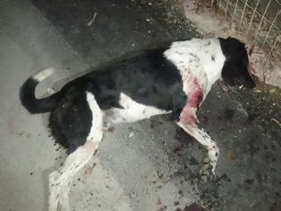 Φωτογραφία για Θρασύς δολοφόνος ντουφέκισε σκύλο στο κέντρο της Ερμιόνης!